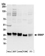 SMAP Antibody in Western Blot (WB)