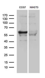 SMARCD3 Antibody in Western Blot (WB)