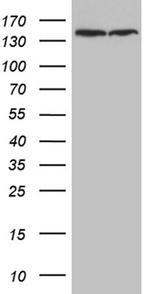 SMC1A Antibody in Western Blot (WB)