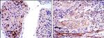 SMN1 Antibody in Immunohistochemistry (Paraffin) (IHC (P))