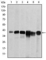 SMN1 Antibody in Western Blot (WB)