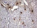 SMPD1 Antibody in Immunohistochemistry (Paraffin) (IHC (P))