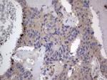 SMPD1 Antibody in Immunohistochemistry (Paraffin) (IHC (P))