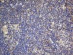 SMPD1 Antibody in Immunohistochemistry (Paraffin) (IHC (P))