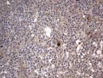 SMPD1 Antibody in Immunohistochemistry (Paraffin) (IHC (P))