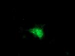 SMS Antibody in Immunocytochemistry (ICC/IF)