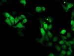 SMS Antibody in Immunocytochemistry (ICC/IF)