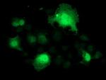 SMS Antibody in Immunocytochemistry (ICC/IF)