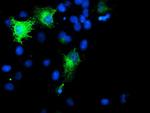 SMS Antibody in Immunocytochemistry (ICC/IF)