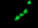 SMS Antibody in Immunocytochemistry (ICC/IF)