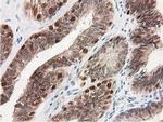 SMS Antibody in Immunohistochemistry (Paraffin) (IHC (P))