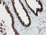 SMS Antibody in Immunohistochemistry (Paraffin) (IHC (P))