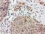 SMS Antibody in Immunohistochemistry (Paraffin) (IHC (P))