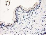 SMS Antibody in Immunohistochemistry (Paraffin) (IHC (P))