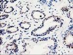 SMS Antibody in Immunohistochemistry (Paraffin) (IHC (P))