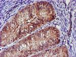 SMS Antibody in Immunohistochemistry (Paraffin) (IHC (P))