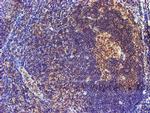 SMS Antibody in Immunohistochemistry (Paraffin) (IHC (P))