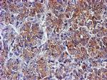 SMS Antibody in Immunohistochemistry (Paraffin) (IHC (P))