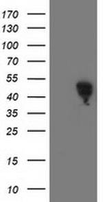 SMS Antibody in Western Blot (WB)