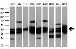 SMS Antibody in Western Blot (WB)