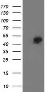 SMS Antibody in Western Blot (WB)