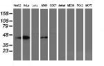 SMS Antibody in Western Blot (WB)