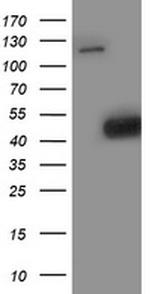 SMS Antibody in Western Blot (WB)