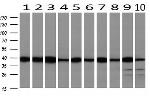 SMS Antibody in Western Blot (WB)