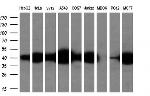 SMS Antibody in Western Blot (WB)