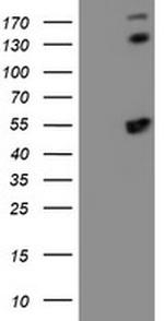 SMS Antibody in Western Blot (WB)