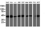 SMS Antibody in Western Blot (WB)