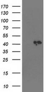 SMS Antibody in Western Blot (WB)