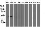 SMS Antibody in Western Blot (WB)