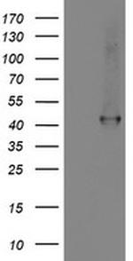 SMS Antibody in Western Blot (WB)