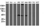 SMS Antibody in Western Blot (WB)