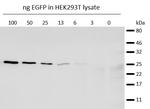 Mouse IgG1 VHH Secondary Antibody in Western Blot (WB)