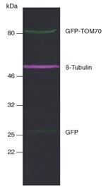 Mouse IgG2b VHH Secondary Antibody in Western Blot (WB)