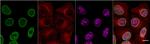 Mouse IgG3 VHH Secondary Antibody in Immunocytochemistry (ICC/IF)