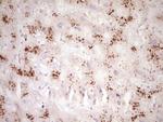 SMURF2 Antibody in Immunohistochemistry (Paraffin) (IHC (P))