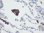 SNAI2 Antibody in Immunohistochemistry (Paraffin) (IHC (P))