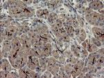 SNAI2 Antibody in Immunohistochemistry (Paraffin) (IHC (P))