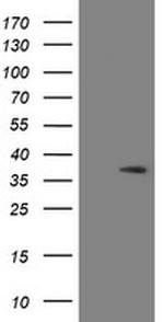 SNAI2 Antibody in Western Blot (WB)