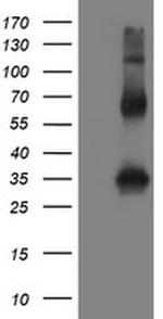 SNAI2 Antibody in Western Blot (WB)