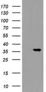 SNAI2 Antibody in Western Blot (WB)