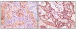 gamma Synuclein Antibody in Immunohistochemistry (Paraffin) (IHC (P))