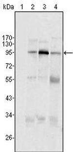 SND1 Antibody in Western Blot (WB)