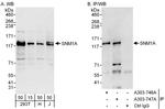 SNM1A Antibody in Western Blot (WB)