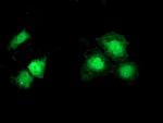 SNTA1 Antibody in Immunocytochemistry (ICC/IF)