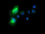 SNTA1 Antibody in Immunocytochemistry (ICC/IF)