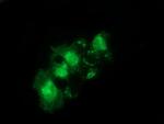 SNTA1 Antibody in Immunocytochemistry (ICC/IF)